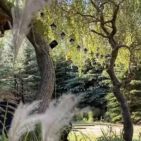 Forest - W Poblizu Suntago * Krzyzowka (Zyrardow)